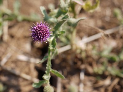 Sphaeranthus indicus, photographed by Dinesh Valke