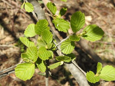 Alnus hirsuta, photographed by Анна Васильченко