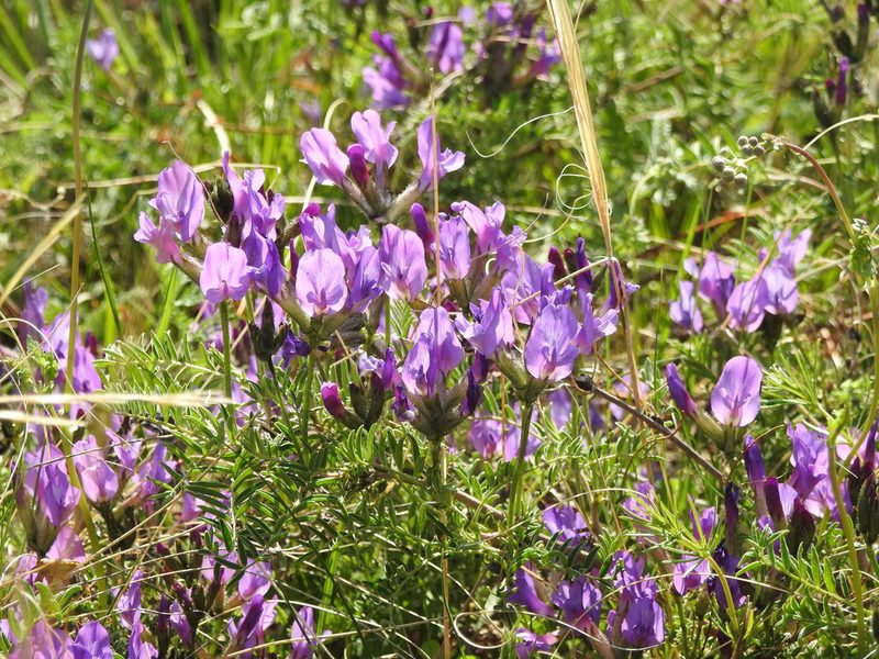 Astragalus syriacus, photographed by Анна Васильченко