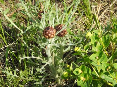 Leuzea uniflora, photographed by Анна Васильченко