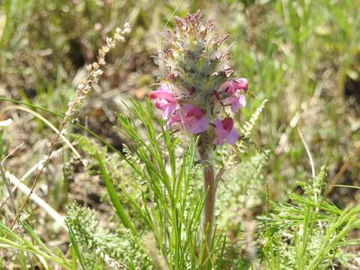 Pedicularis rubens, photographed by Анна Васильченко