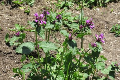 Betonica macrantha, photographed by Марина