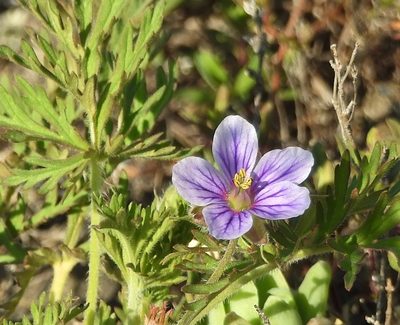 Erodium stephanianum, photographed by Анна Васильченко