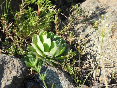 Orostachys malacophylla, photographed by Анна Васильченко