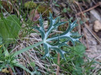 Eryngium bourgatii, photographed by Pieter Huybrechts