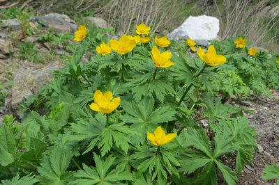 Trollius ranunculinus, photographed by Марина