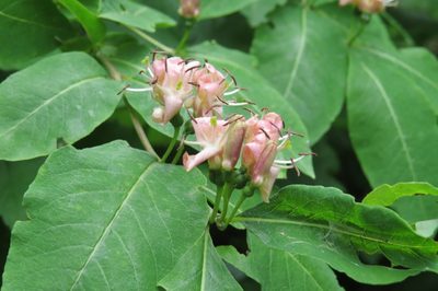 Lonicera caucasica, photographed by Марина