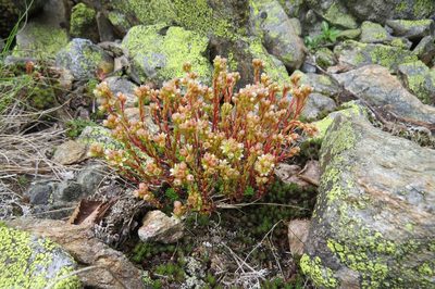 Sedum tenellum, photographed by Марина