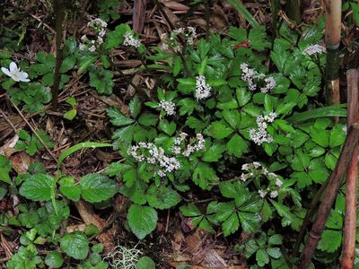 Sanicula orthacantha, photographed by Jacy Chen