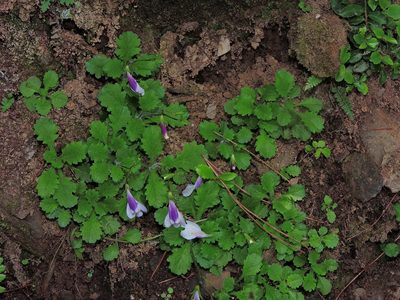 Mazus alpinus, photographed by Jacy Chen