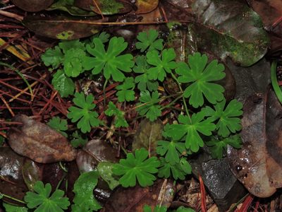 Geranium suzukii, photographed by Jacy Chen