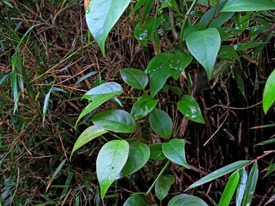 Schisandra arisanensis, photographed by Jacy Chen