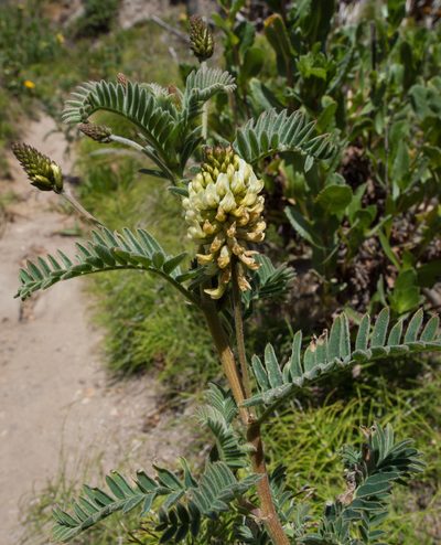 Astragalus pycnostachyus, photographed by Franco Folini