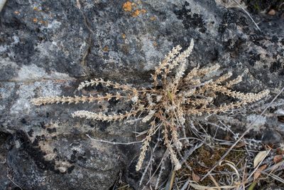 Valantia muralis, photographed by Tim Johnson