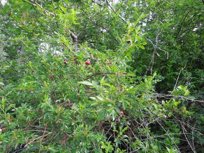 Rosa virginiana, photographed by Michael