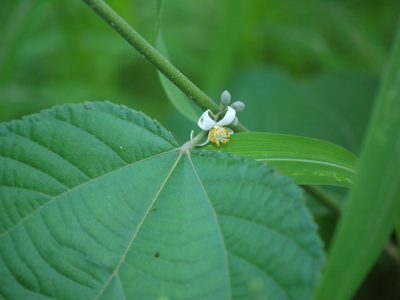 Grewia abutilifolia, photographed by Dinesh Valke