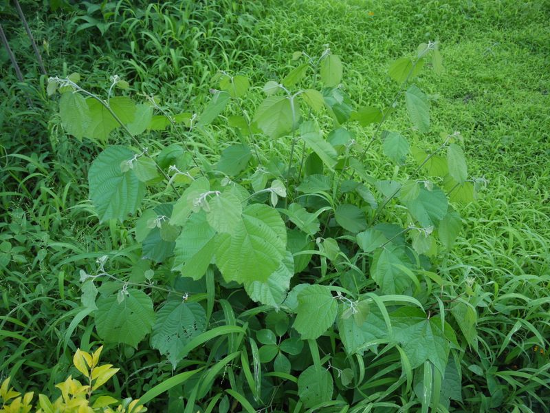 Grewia abutilifolia, photographed by Dinesh Valke