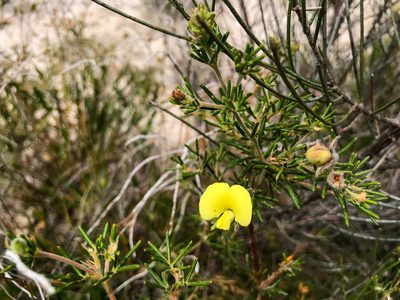 Gompholobium tomentosum, photographed by Cal Wood