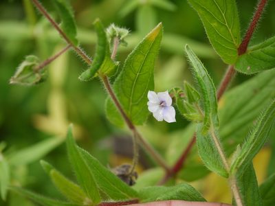 Trichodesma inaequale, photographed by Dinesh Valke