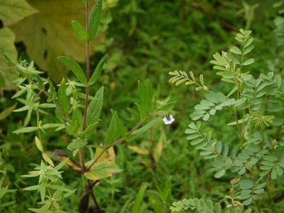 Trichodesma inaequale, photographed by Dinesh Valke