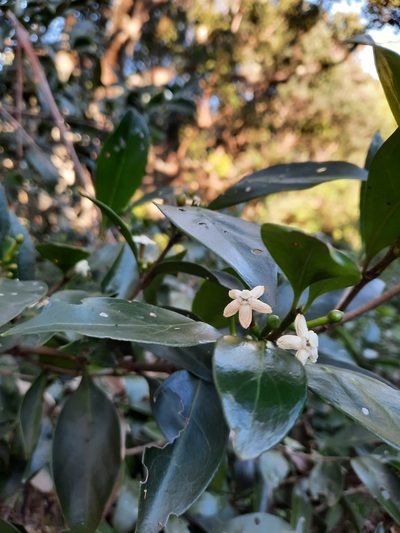 Cyclophyllum longipetalum, photographed by Jeff Harbrow