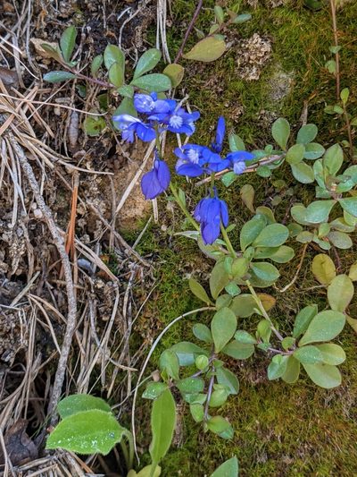Polygala calcarea, photographed by Pieter Huybrechts