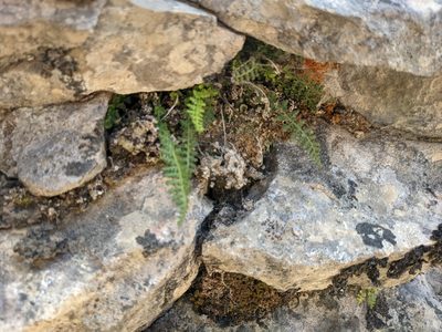 Asplenium fontanum, photographed by Pieter Huybrechts