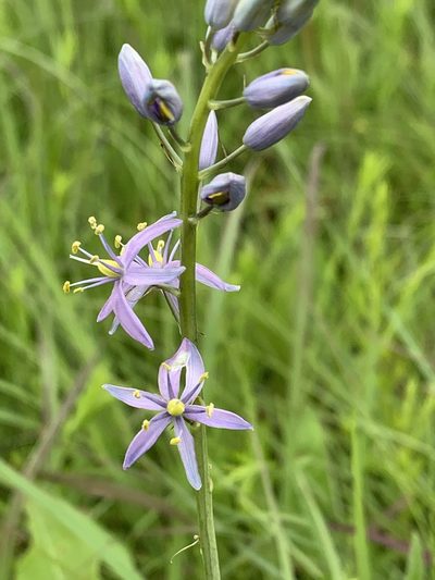 Camassia angusta, photographed by pamelabarnabee