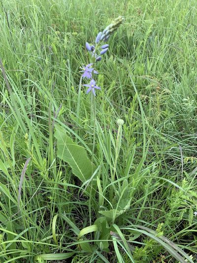 Camassia angusta, photographed by pamelabarnabee