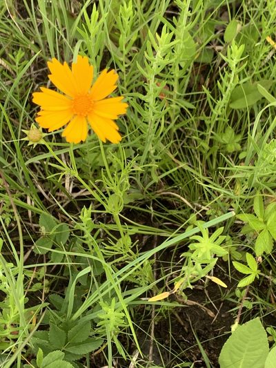 Coreopsis grandiflora, photographed by pamelabarnabee