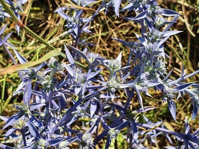 Eryngium triquetrum, photographed by Mehdi Chetibi