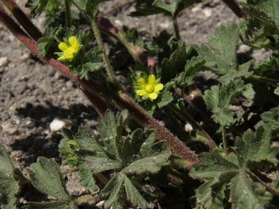 Potentilla biennis, photographed by Jim Morefield