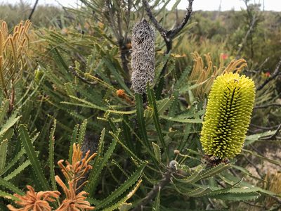 Banksia attenuata, photographed by Cal Wood