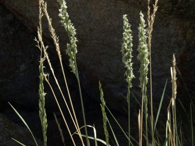 Festuca kingii, photographed by Jim Morefield