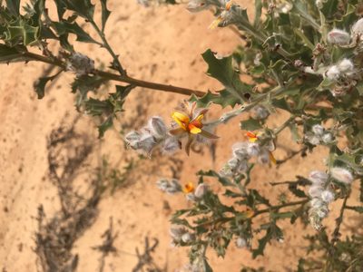 Jacksonia floribunda, photographed by Cal Wood