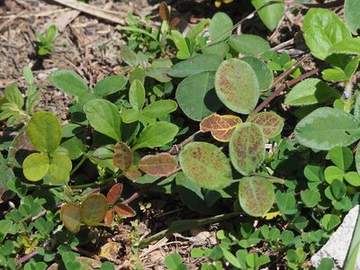 Desmodium scorpiurus, photographed by 葉子