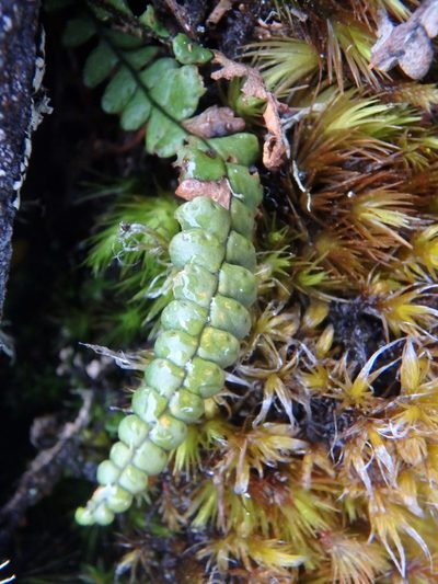 Melpomene peruviana, photographed by Daniel Cahen