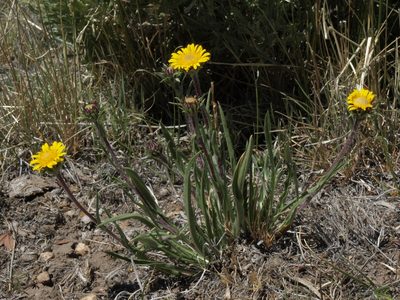 Pyrrocoma apargioides, photographed by Jim Morefield