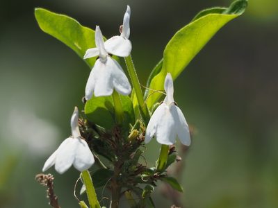 Rhinacanthus nasutus, photographed by 葉子