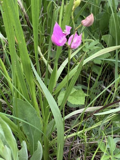 Calopogon oklahomensis, photographed by pamelabarnabee