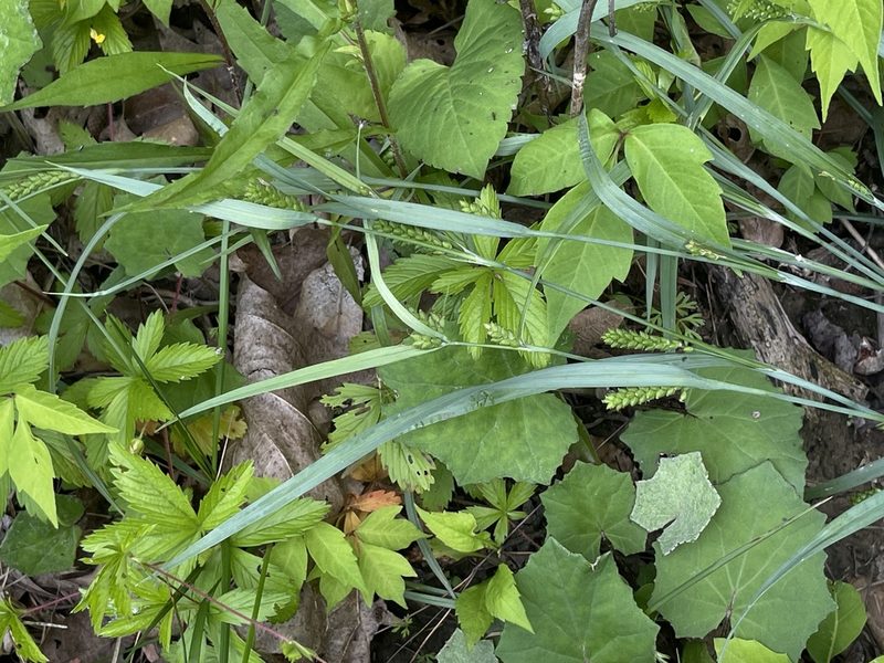 Carex glaucodea, photographed by Summit Metro Parks