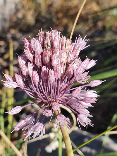 Allium multiflorum, photographed by Mehdi Chetibi