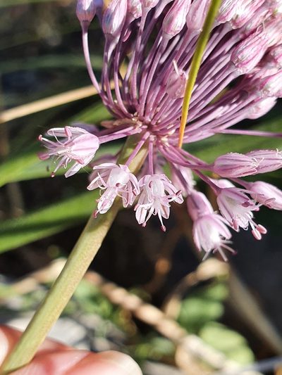 Allium multiflorum, photographed by Mehdi Chetibi