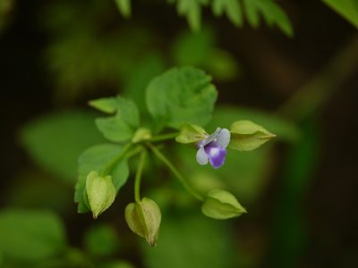 Torenia indica, photographed by Dinesh Valke