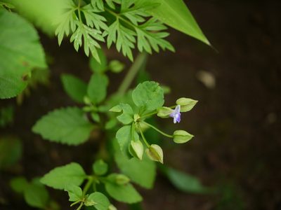Torenia indica, photographed by Dinesh Valke
