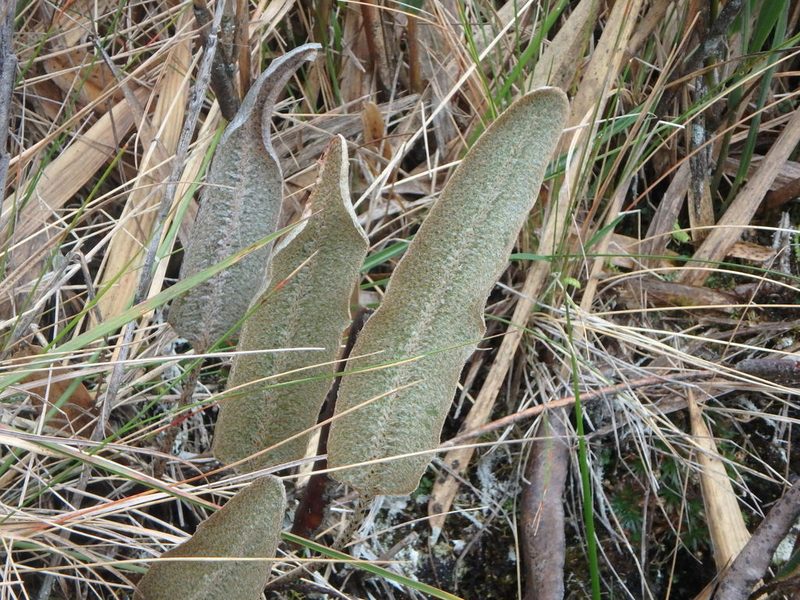 Elaphoglossum engelii, photographed by Daniel Cahen