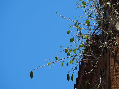 Ficus tinctoria, photographed by 葉子