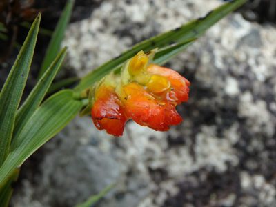 Elleanthus aurantiacus, photographed by Daniel Cahen