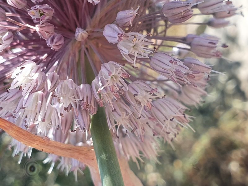 Allium multiflorum, photographed by Mehdi Chetibi