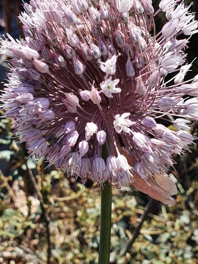 Allium multiflorum, photographed by Mehdi Chetibi